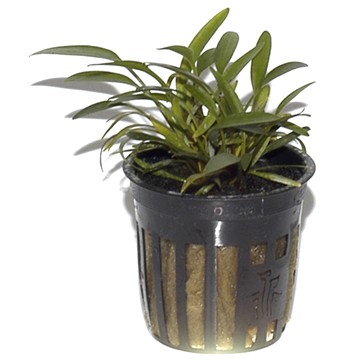 CRYPTOCORYNE PARVA TROPICA