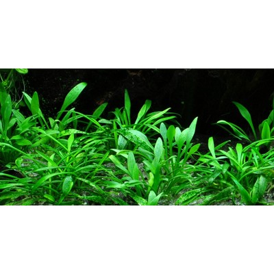CRYPTOCORYNE PARVA TROPICA