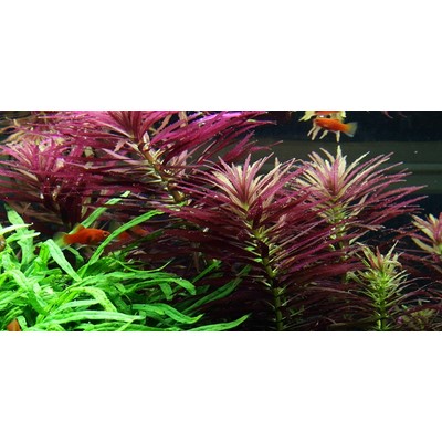 LIMNOPHILA HIPPURIDOIDES