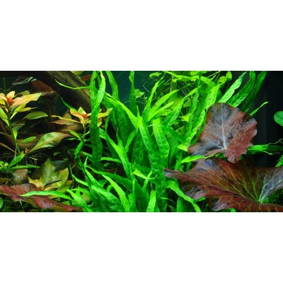 MICROSORUM PTEROPUS XL Narrow SU LEGNO TROPICA