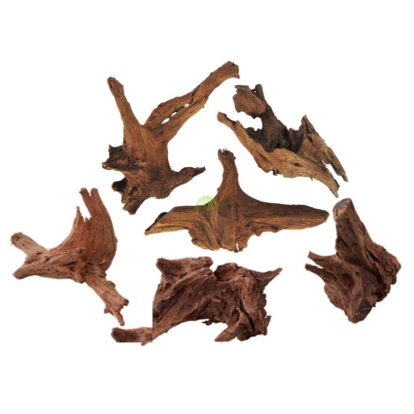 RADICE PALETUVIERE 25/40cm