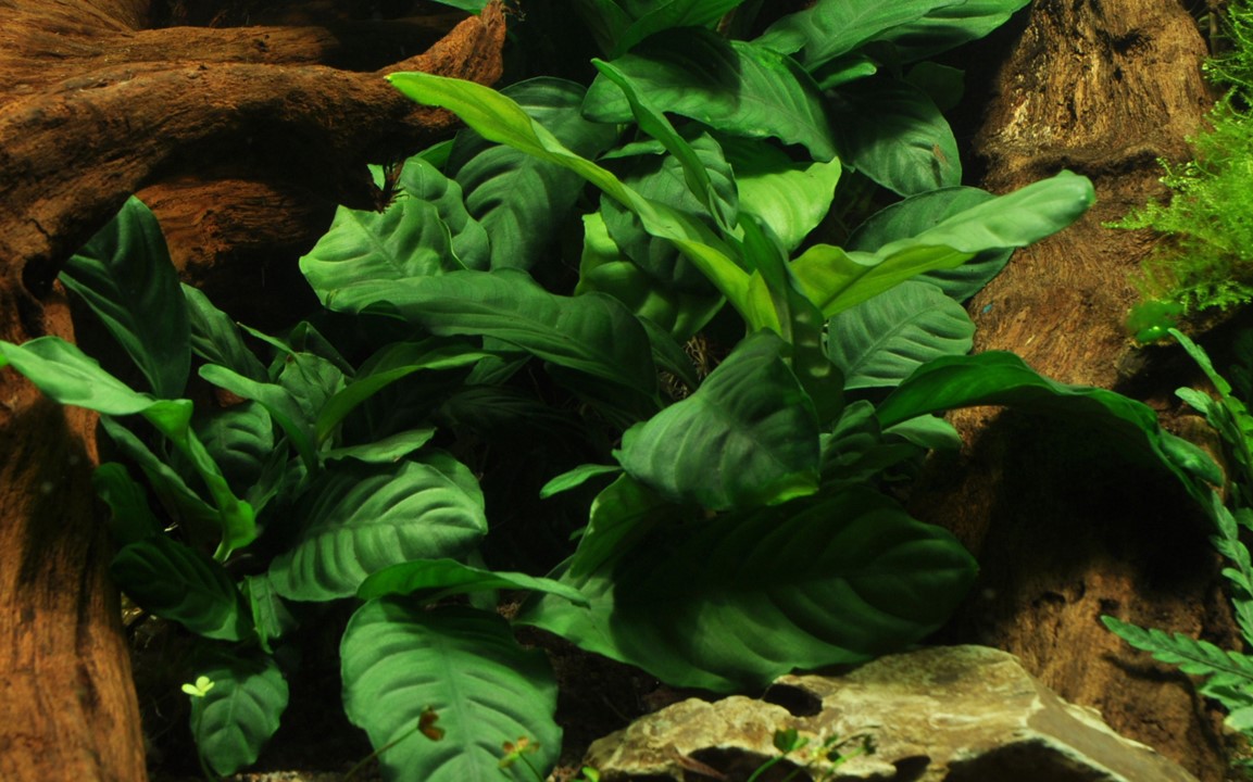 ANUBIAS BARTERI Coffeifolia