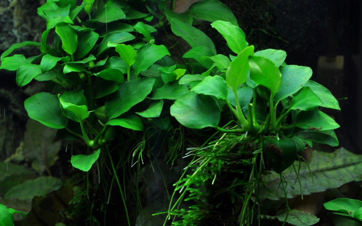 ANUBIAS BARTERI Petite TROPICA