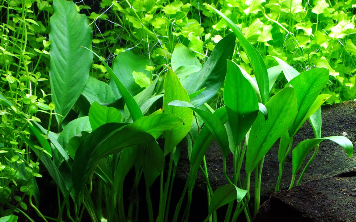 ANUBIAS BARTERI Angustifolia