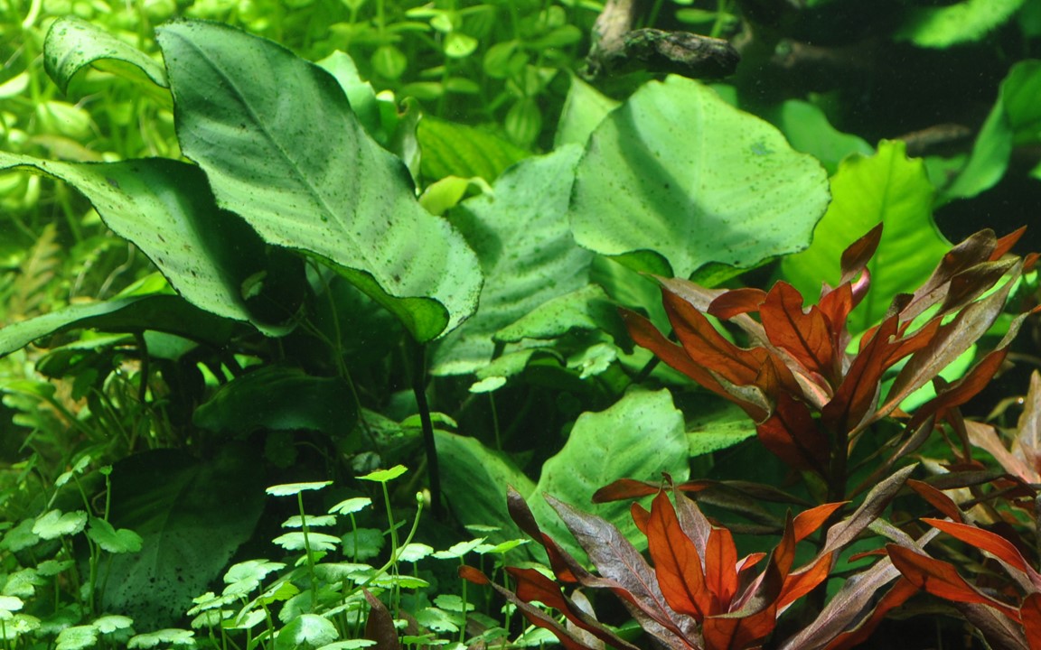 ANUBIAS BARTERI  Caladiifolia