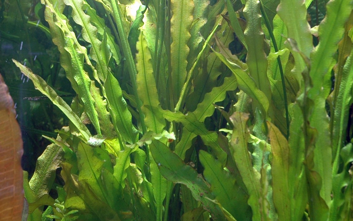 APONOGETON CRISPUS TROPICA