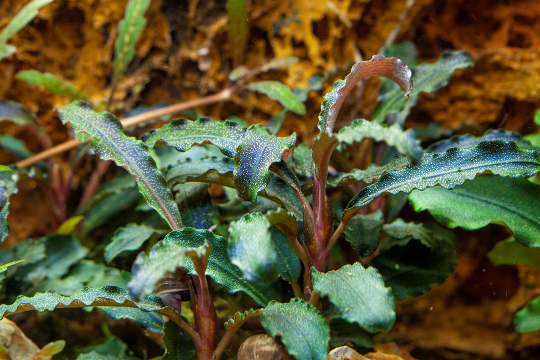 BUCEPHALANDRA KEDAGANG TROPICA