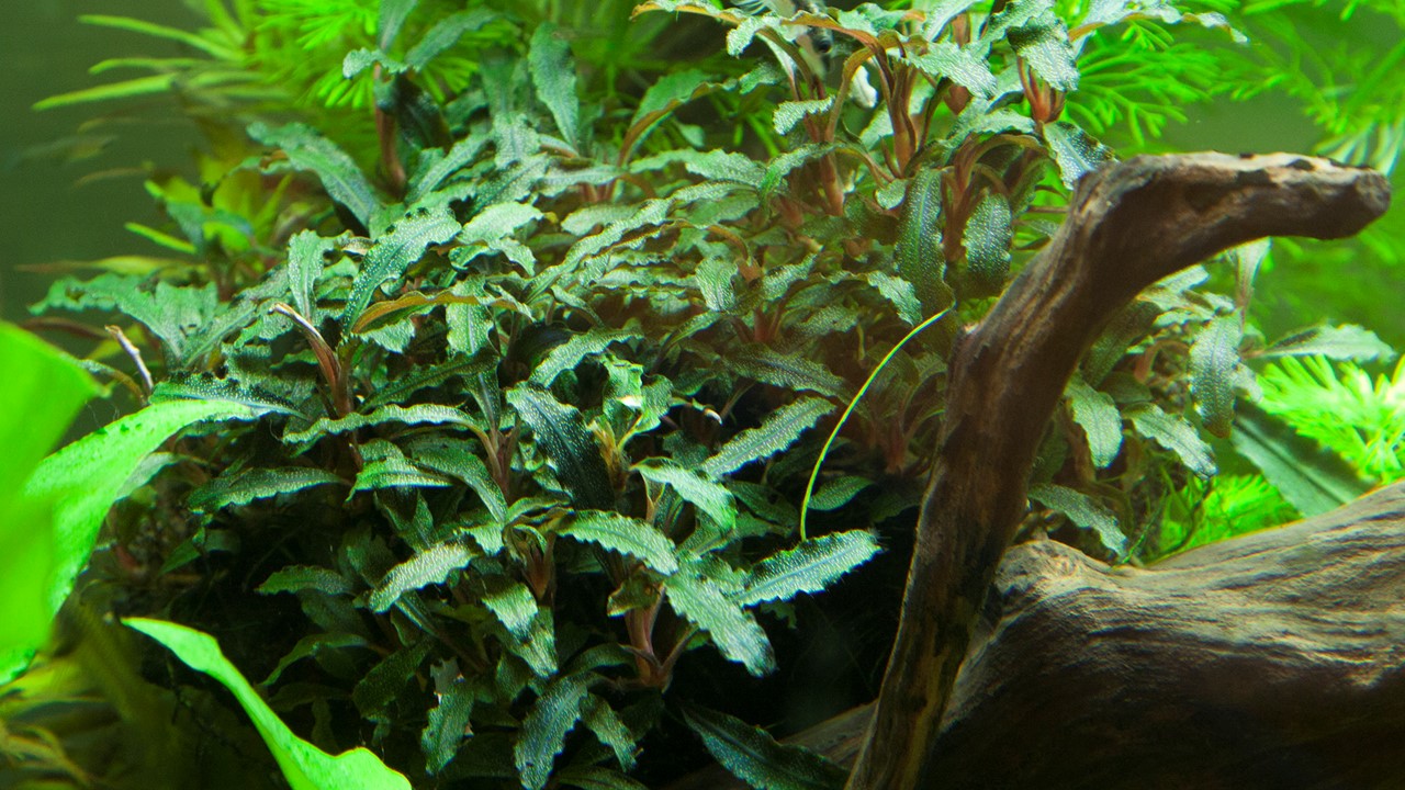 BUCEPHALANDRA RED TROPICA