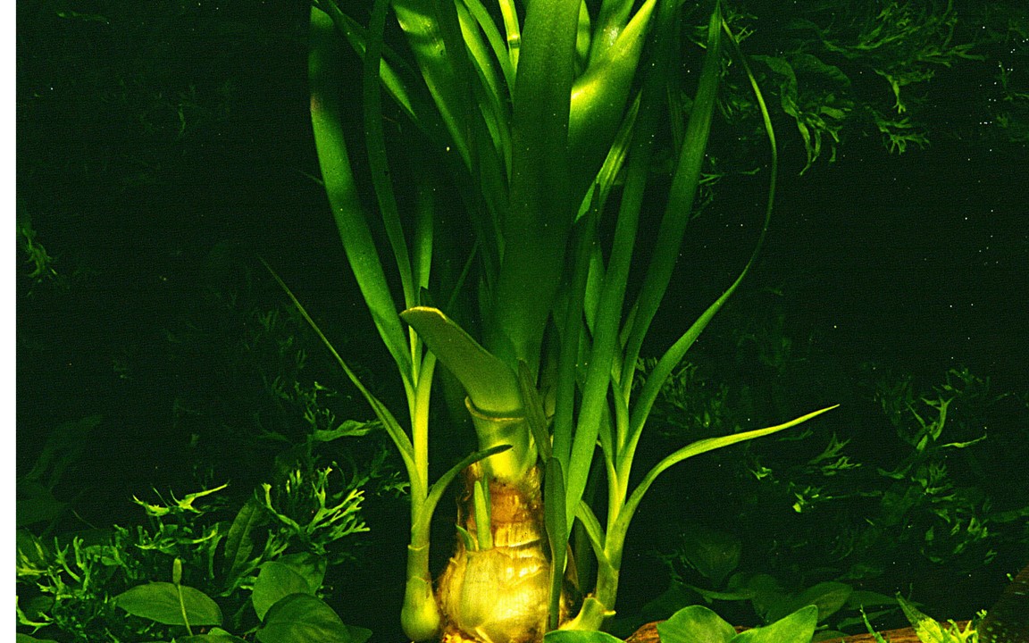CRINUM THAIANUM