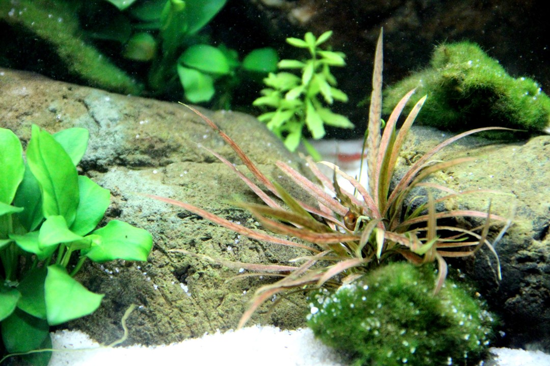 CRYPTOCORYNE ALBIDA BROWN TROPICA