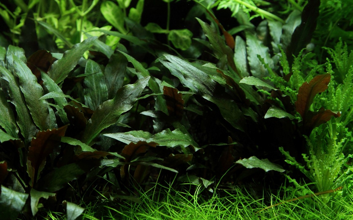 CRYPTOCORYNE BECKETTII  Petchii TROPICA