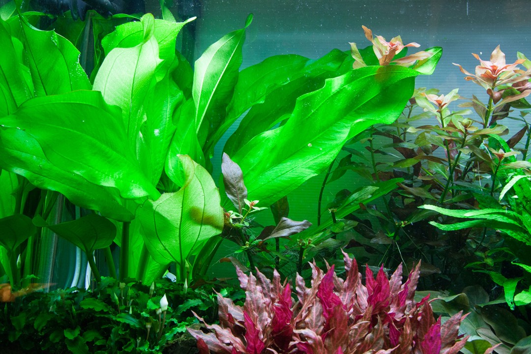 ECHINODORUS CORDIFOLIUS FLUITANS TROPICA