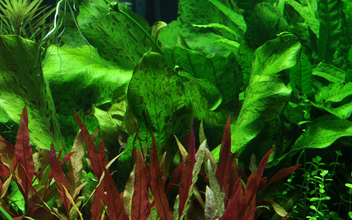 ECHINODORUS  OZELOT GREEN TROPICA