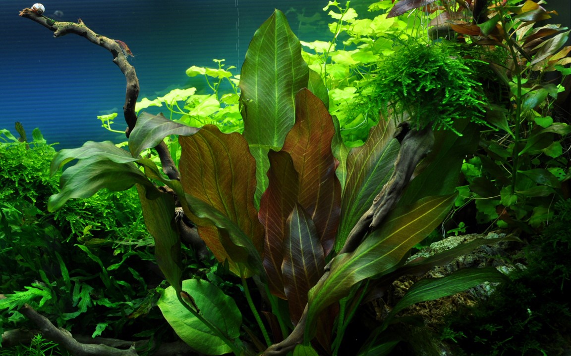 ECHINODORUS RENI TROPICA