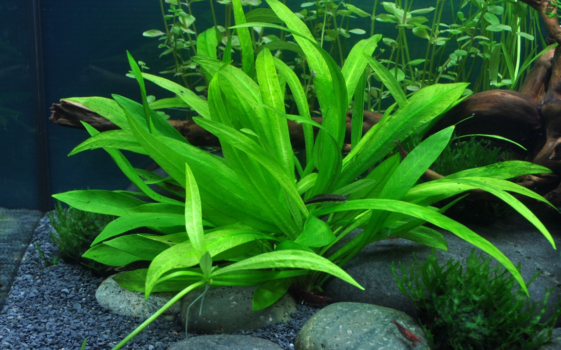 HELANTHIUM BOLIVIANUM QUADRICOSTATUS TROPICA