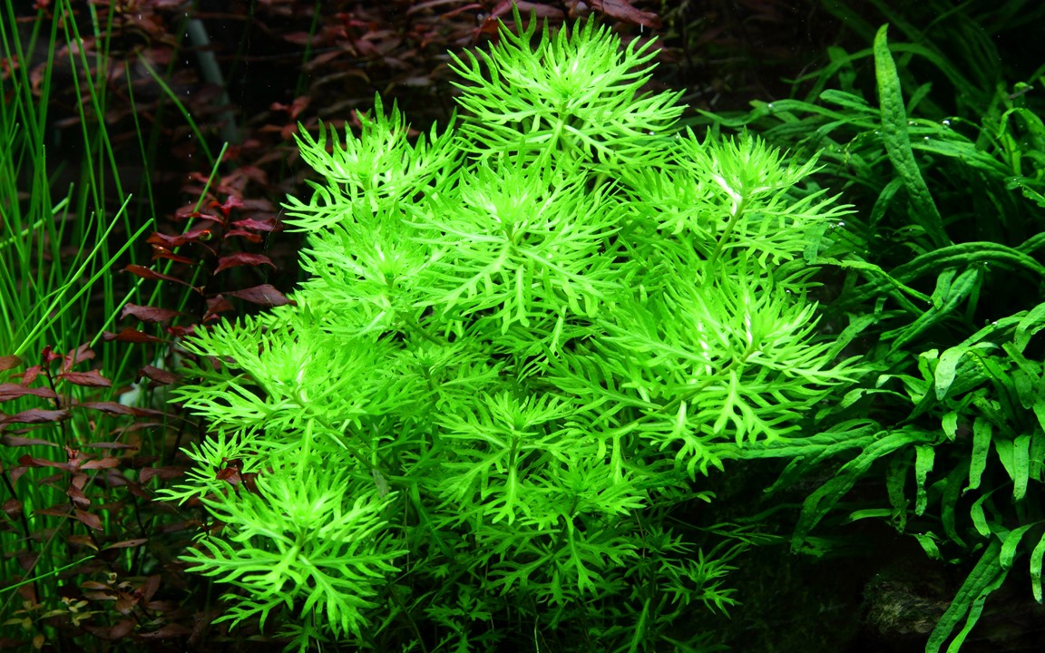 HOTTONIA PALUSTRIS