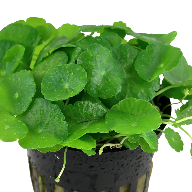HYDROCOTYLE VERTICILLATA