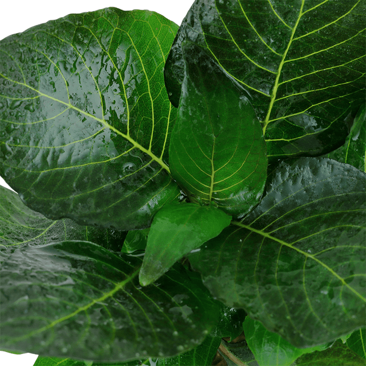 HYGROPHILA CORYMBOSA COMPACT