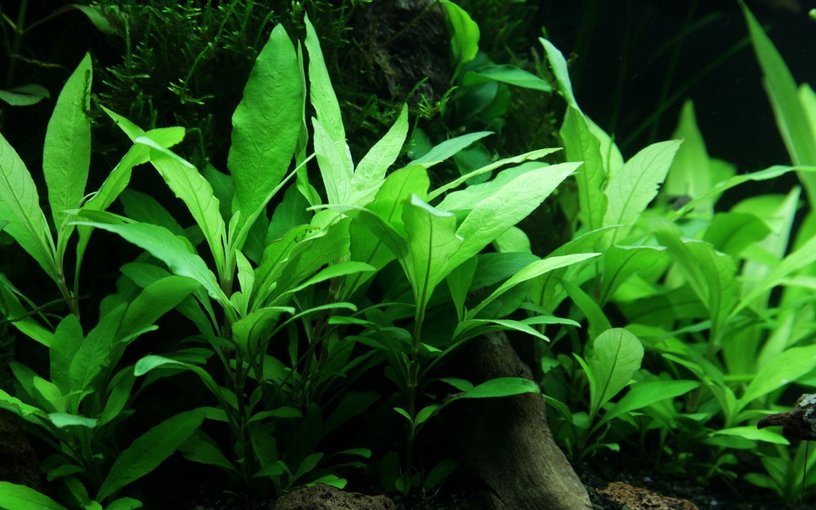 HYGROPHILA CORYMBOSA SIAMENSIS 53B TROPICA