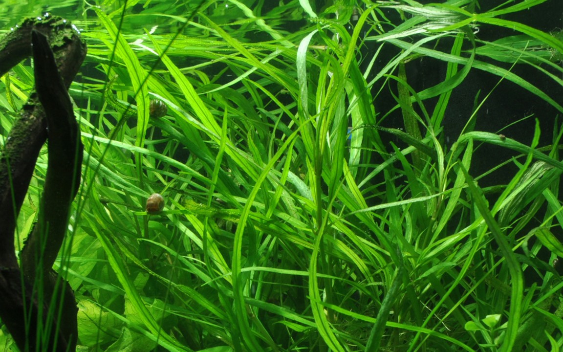 HYGROPHILA COSTATA