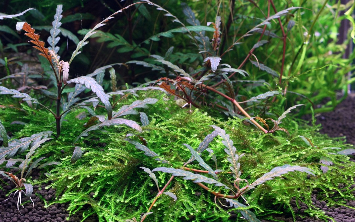 HYGROPHILA PINNATIFIDA TROPICA