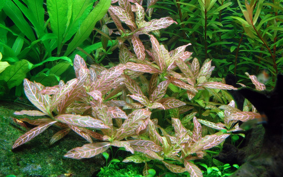 HYGROPHILA POLYSPERMA  Rosanervig TROPICA