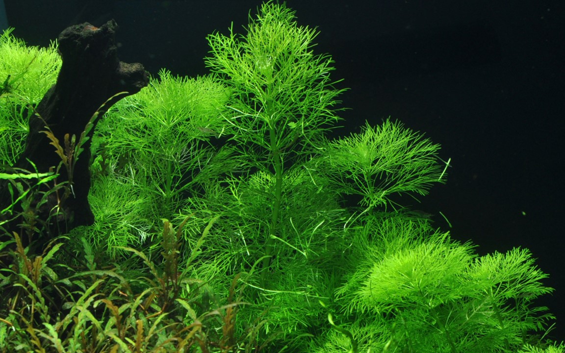 LIMNOPHILA AQUATICA TROPICA