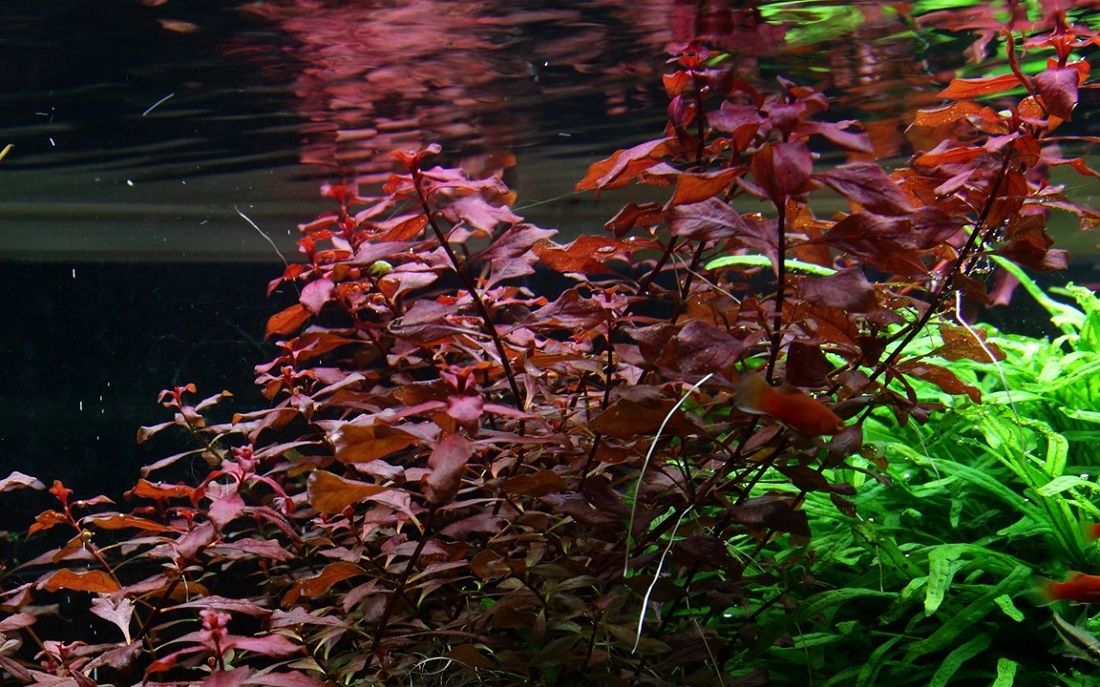 LUDWIGIA PALUSTRIS SUPER RED TROPICA
