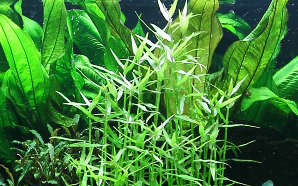 MURDANNIA KEISAK TROPICA