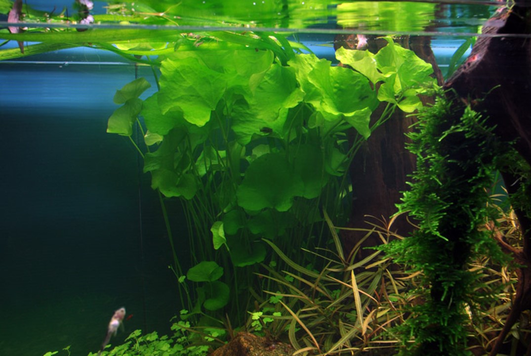 NYMPHOIDES HYDROPHYLLA Taiwan TROPICA