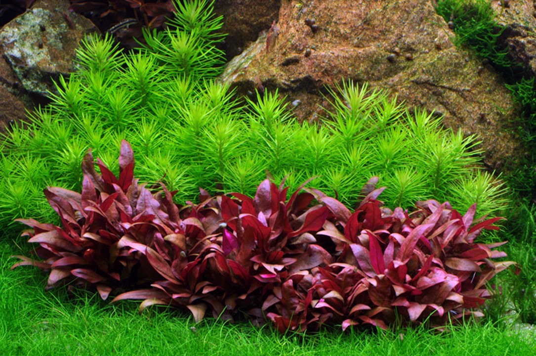 POGOSTEMON DECCANENSIS