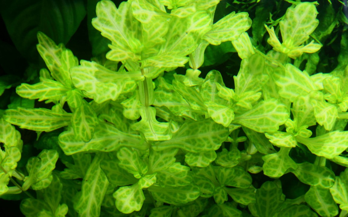 SHINNERSIA RIVULARIS WEISS-GRUN TROPICA