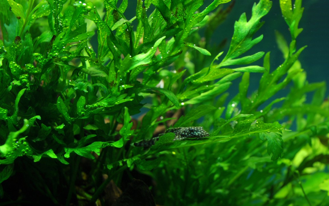 BOLBITIS HEUDELOTII XL