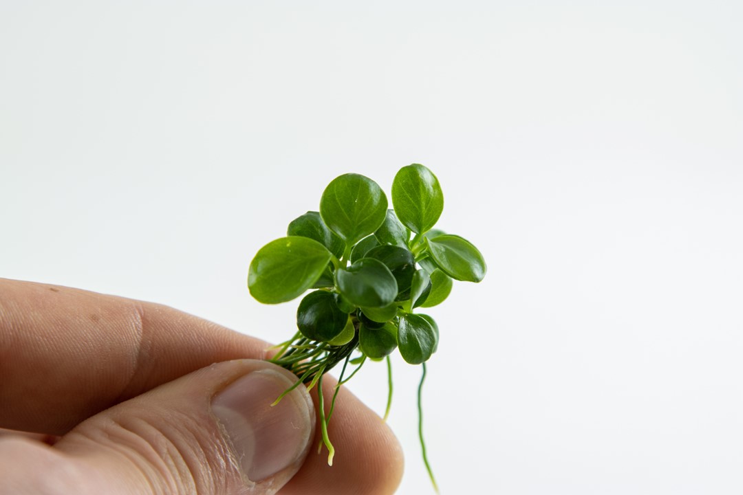 ANUBIAS BARTERI  Mini Coin TROPICA