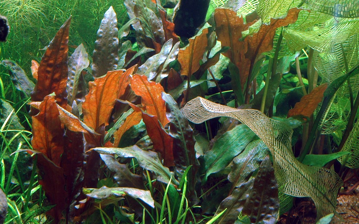 CRYPTOCORYNE WENDTII Mi Oya