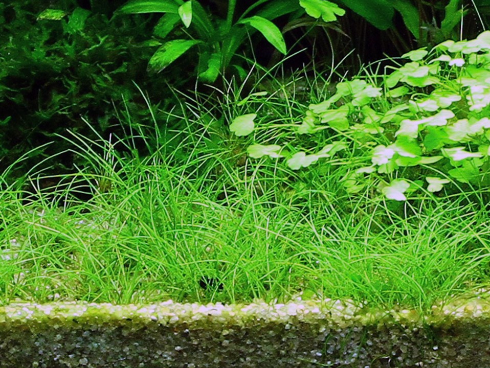 ELEOCHARIS ACICULARIS