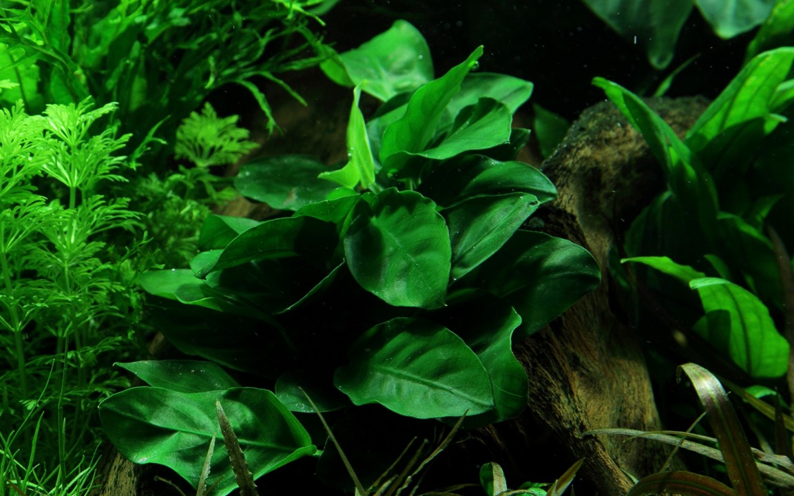 ANUBIAS BARTERI NANA