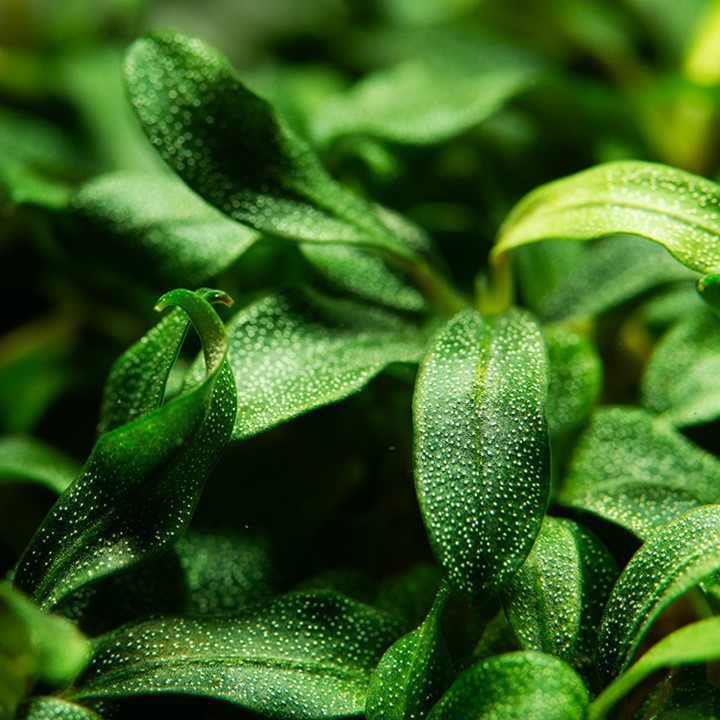 BUCEPHALANDRA Needle Leaf TROPICA