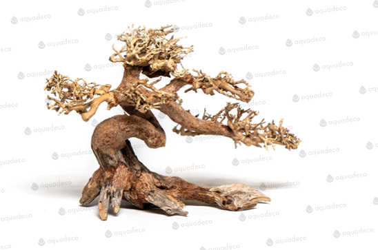 CLAW BONSAI XS 