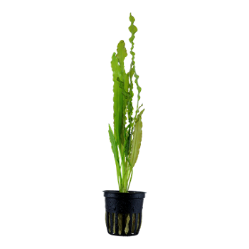 APONOGETON CRISPUS