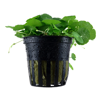 HYDROCOTYLE VERTICILLATA