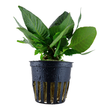 HYGROPHILA CORYMBOSA COMPACT