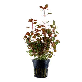 LUDWIGIA PALUSTRIS RED
