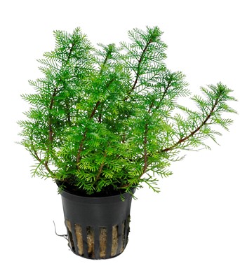 MYRIOPHYLLUM MATTOGROSSENSE