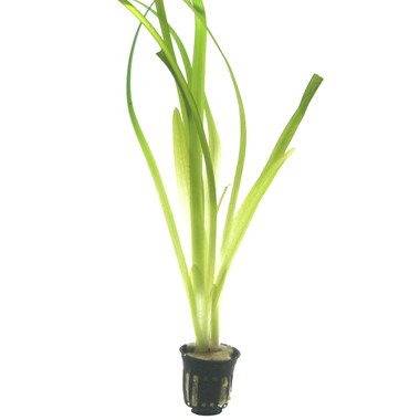 VALLISNERIA AUSTRALIS GIGANTEA