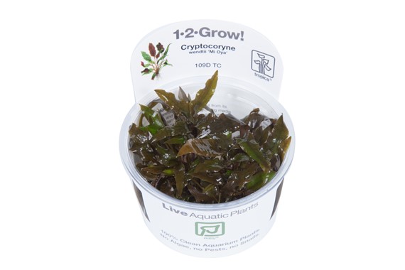 CRYPTOCORYNE WENDTII Mi Oya