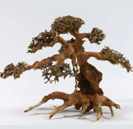 AQUA BONSAI M