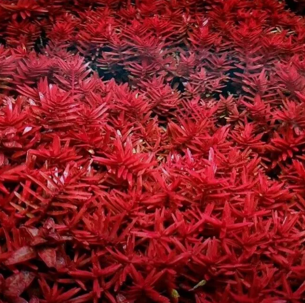 ROTALA BLOOD RED