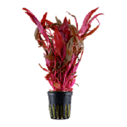 ALTERNANTHERA REINECKII  Pink