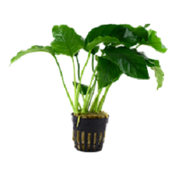 ANUBIAS BARTERI BARTERI